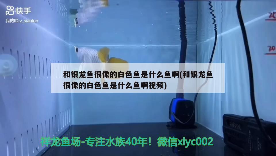 龙鱼眼上长白膜用什么药好（龙鱼眼上长白膜用什么药好使）