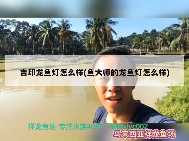 吉印龙鱼灯怎么样(鱼大师的龙鱼灯怎么样)