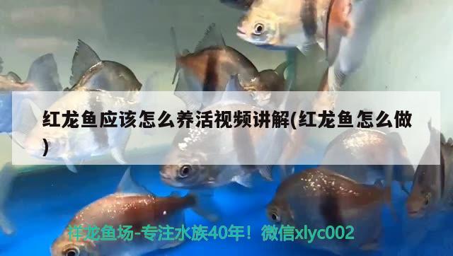 金龙鱼的寿命是多少，金龙鱼怎么养金黄 养鱼的好处 第2张