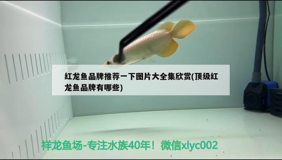 乐亭奕雯花卉水族店 全国水族馆企业名录 第1张