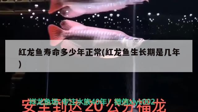 红龙鱼寿命多少年正常(红龙鱼生长期是几年) 白子银版鱼
