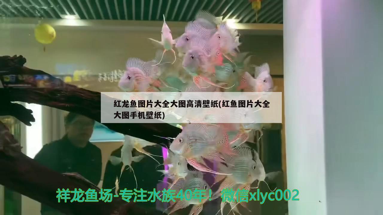 红龙鱼图片大全大图高清壁纸(红鱼图片大全大图手机壁纸) 虎斑恐龙鱼