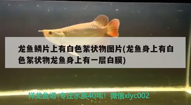 过背金龙鱼的寿命是多少年(过背金龙鱼一年能长多大)