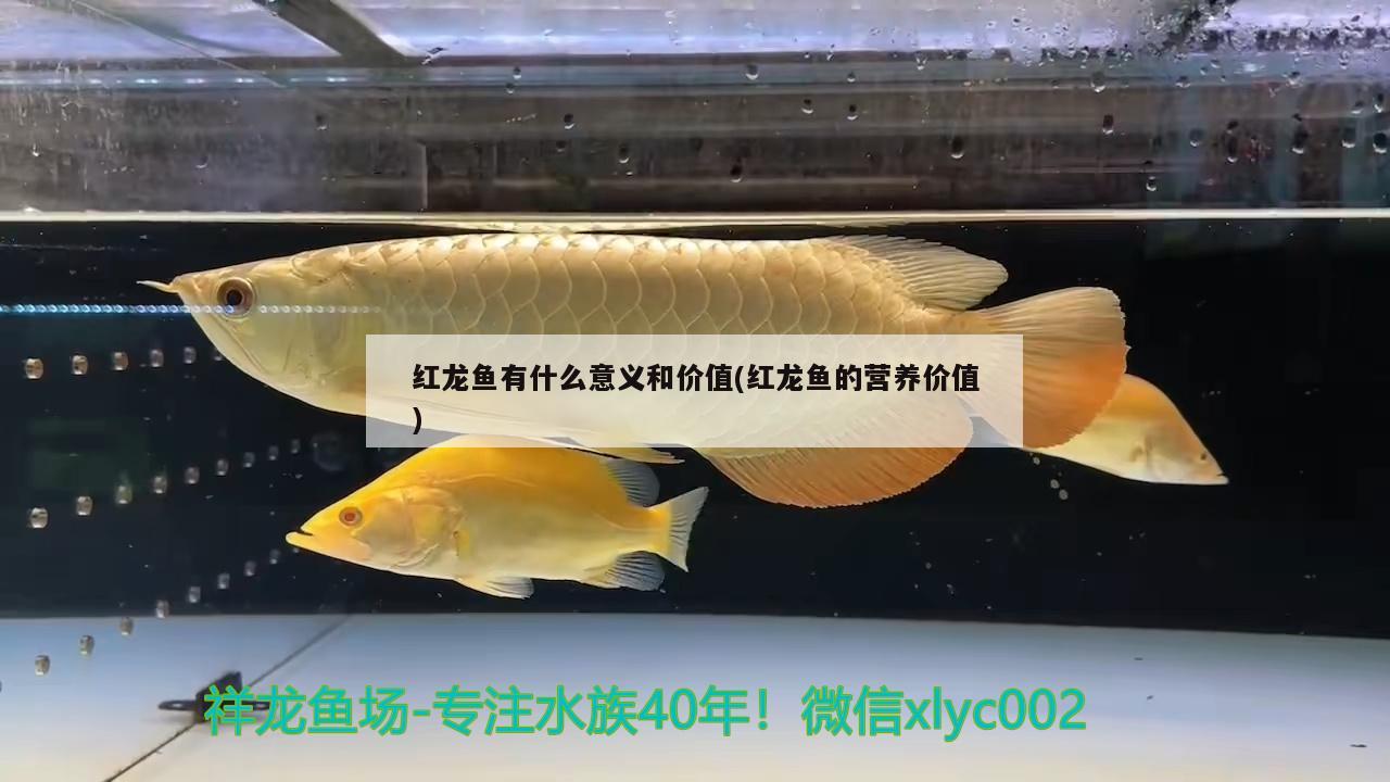 红龙鱼有什么意义和价值(红龙鱼的营养价值)