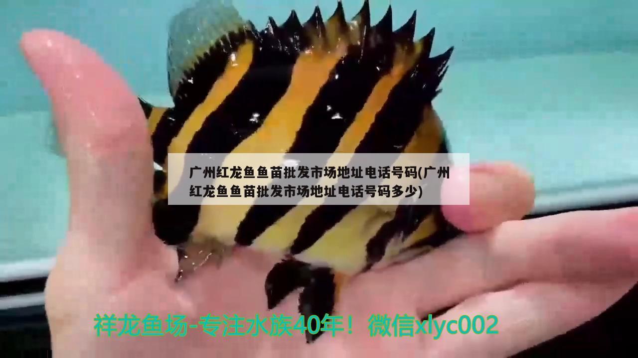 宜春水族批发市场在哪里宜春水族批发市场在哪里啊，宜春水族批发市场在哪里啊 观赏鱼水族批发市场 第2张