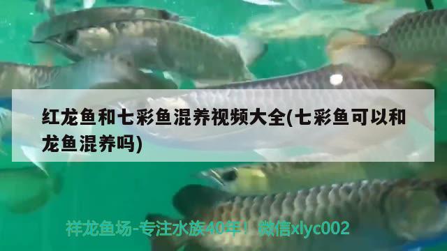 斑马狗头鱼混养雷龙（雷龙鱼和斑马鱼混养） 斑马狗头鱼 第3张