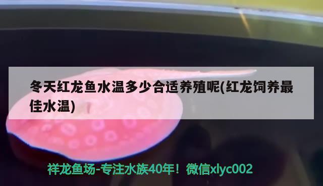 冬天红龙鱼水温多少合适养殖呢(红龙饲养最佳水温) 红魔王银版鱼