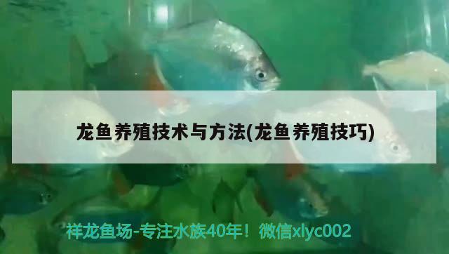 龙鱼养殖技术与方法(龙鱼养殖技巧) 其它水族用具设备