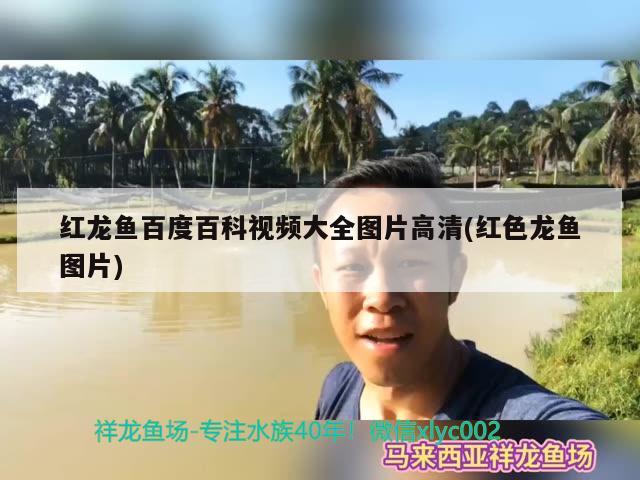 黄头龟和雷龙鱼混养好不好(黄耳龟可以和龙鱼混养吗)