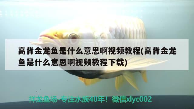 高背金龙鱼是什么意思啊视频教程(高背金龙鱼是什么意思啊视频教程下载) 高背金龙鱼