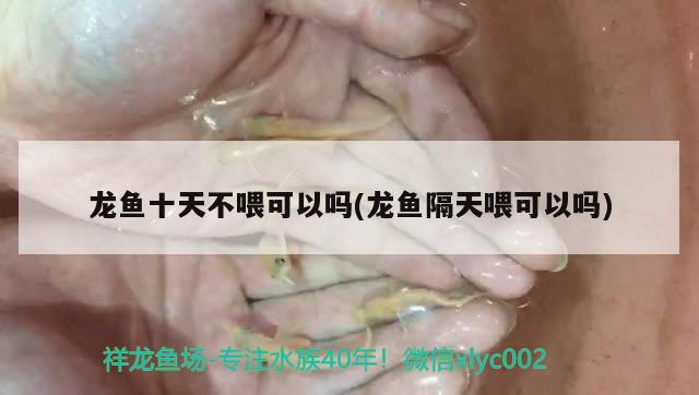 黄金河虎混养龙鱼（黄金河虎可以群养吗） 喂食器 第3张