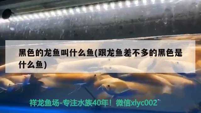 金龙鱼摆件怎么放好看(金龙鱼摆件放什么地方好) 南美异形观赏鱼