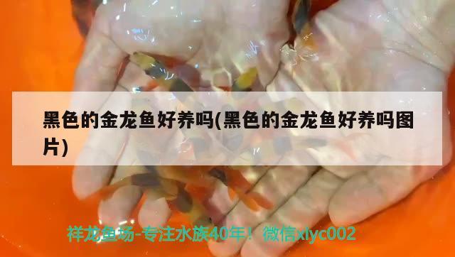 巨暴鱼资料（巨暴鱼凶猛吗） 水族维护服务（上门） 第1张