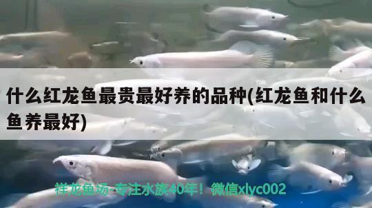 什么红龙鱼最贵最好养的品种(红龙鱼和什么鱼养最好)