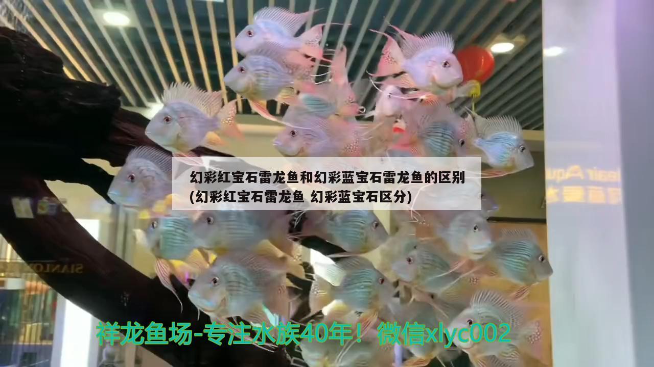 幻彩红宝石雷龙鱼和幻彩蓝宝石雷龙鱼的区别(幻彩红宝石雷龙鱼幻彩蓝宝石区分) 元宝凤凰鱼专用鱼粮