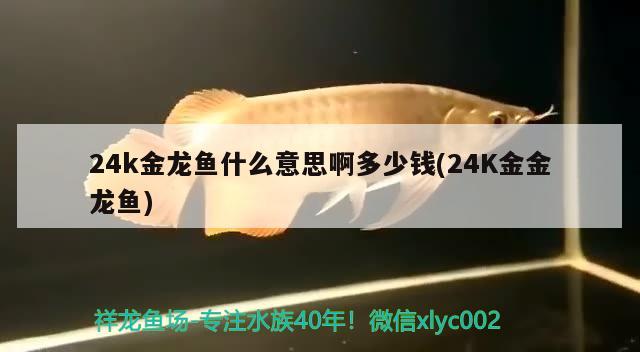 24k金龙鱼什么意思啊多少钱(24K金金龙鱼)