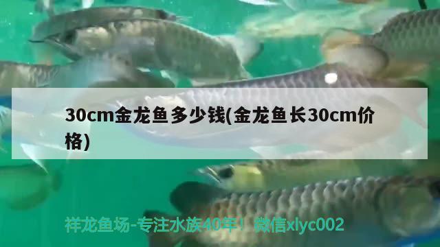 30cm金龙鱼多少钱(金龙鱼长30cm价格)