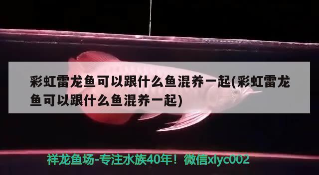 彩虹雷龙鱼可以跟什么鱼混养一起(彩虹雷龙鱼可以跟什么鱼混养一起)