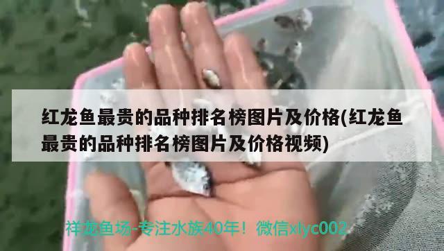 红龙鱼最贵的品种排名榜图片及价格(红龙鱼最贵的品种排名榜图片及价格视频) 黑桃A鱼苗