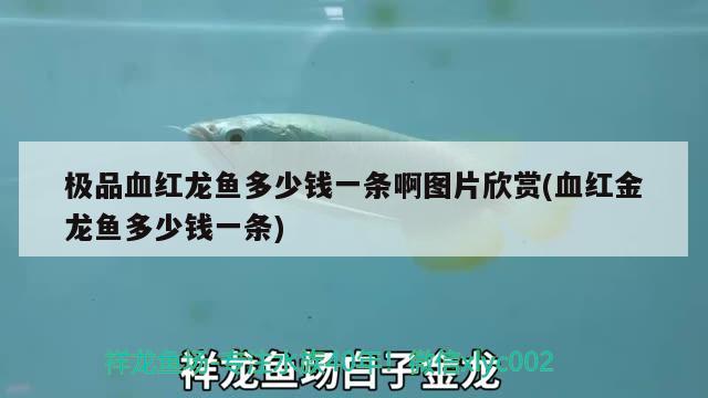 极品血红龙鱼多少钱一条啊图片欣赏(血红金龙鱼多少钱一条) 三间鼠鱼