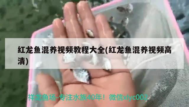 红龙鱼混养视频教程大全(红龙鱼混养视频高清) 白子球鲨鱼