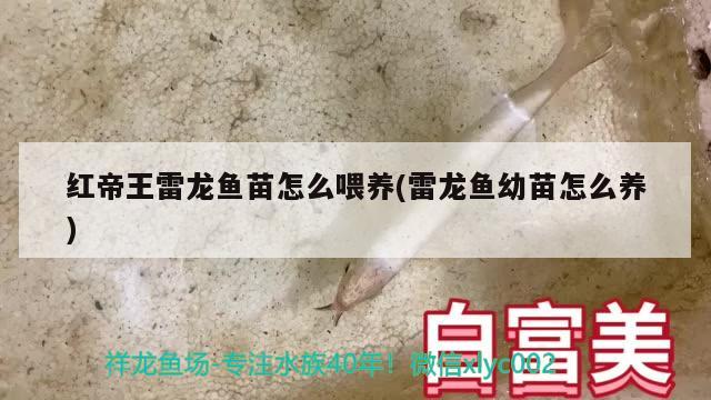 红帝王雷龙鱼苗怎么喂养(雷龙鱼幼苗怎么养) 飞凤鱼苗