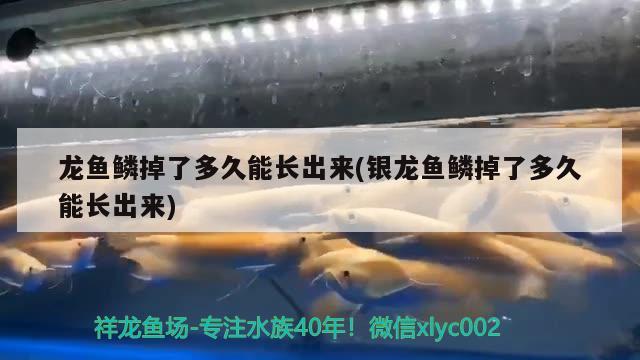 龙鱼鳞掉了多久能长出来(银龙鱼鳞掉了多久能长出来)