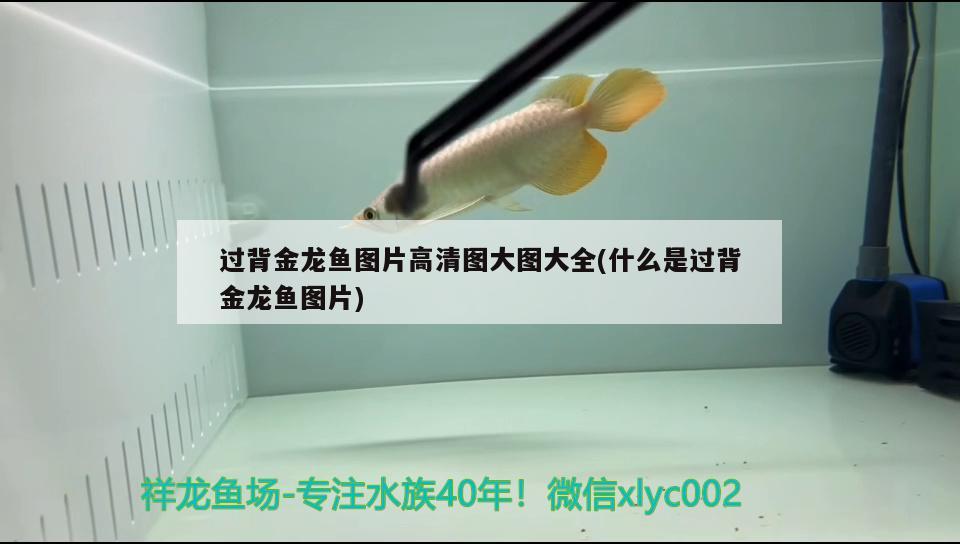 龙鱼蒙眼怎么治疗？，龙鱼蒙眼一直不好怎么回事 大白鲨鱼 第1张