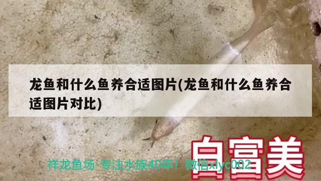 龙鱼和什么鱼养合适图片(龙鱼和什么鱼养合适图片对比)