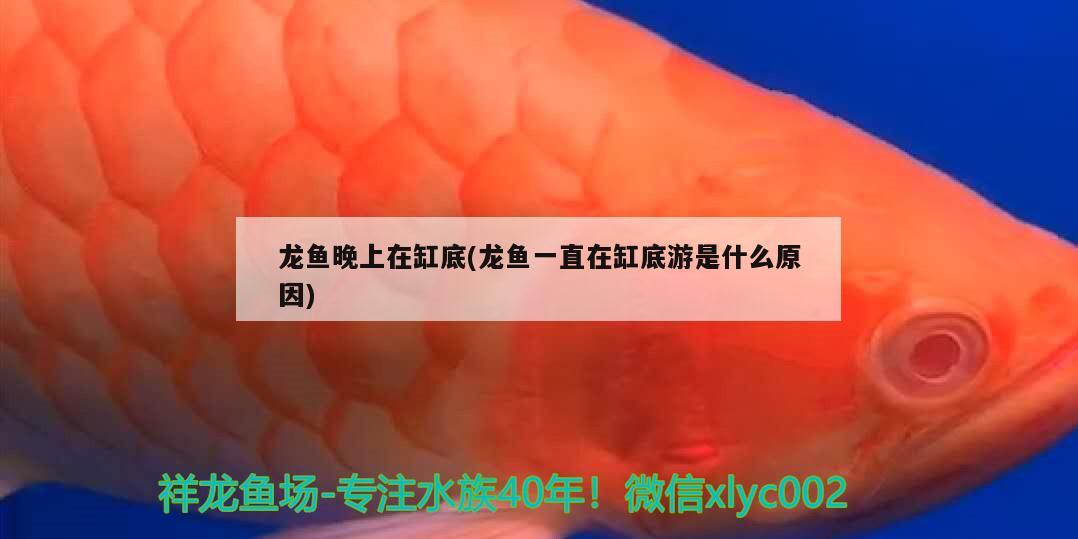 龙鱼晚上在缸底(龙鱼一直在缸底游是什么原因) 祥龙进口元宝凤凰鱼