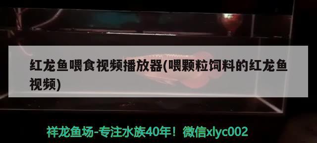 红龙鱼喂食视频播放器(喂颗粒饲料的红龙鱼视频) 其他益生菌