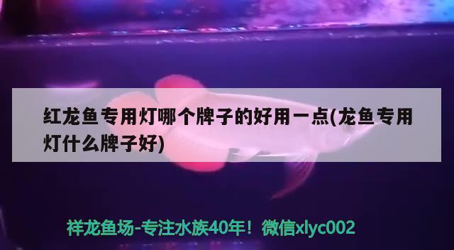 红龙鱼专用灯哪个牌子的好用一点(龙鱼专用灯什么牌子好) 粗线银版鱼苗 第2张