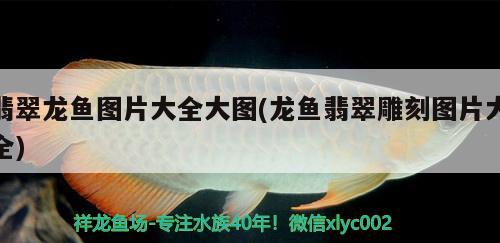 龙鱼5号药怎么用：龙鱼5号药对鱼的伤害 祥龙水族医院 第3张