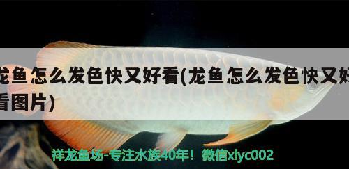 红龙鱼一般能长多大的鱼苗(红龙鱼可以长多大) 水族用品