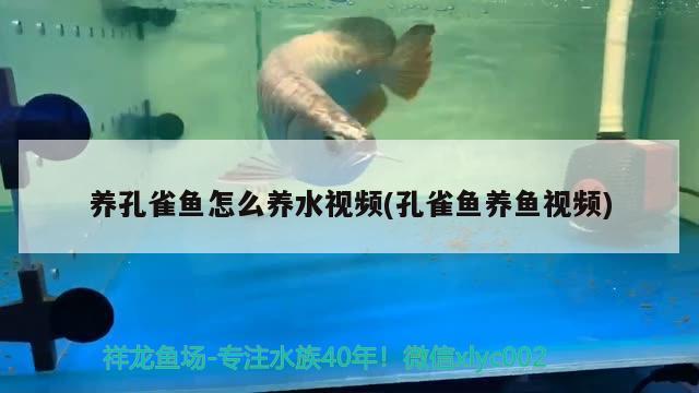 养孔雀鱼怎么养水视频(孔雀鱼养鱼视频) 肥料