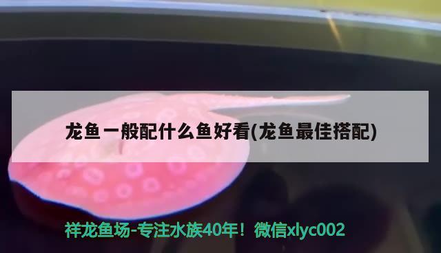 龙鱼呆在上层不游动怎么办(龙鱼呆在上层不游动怎么办视频) 水族灯（鱼缸灯） 第3张