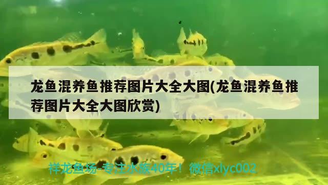 李沧区鑫佳华水族用品店