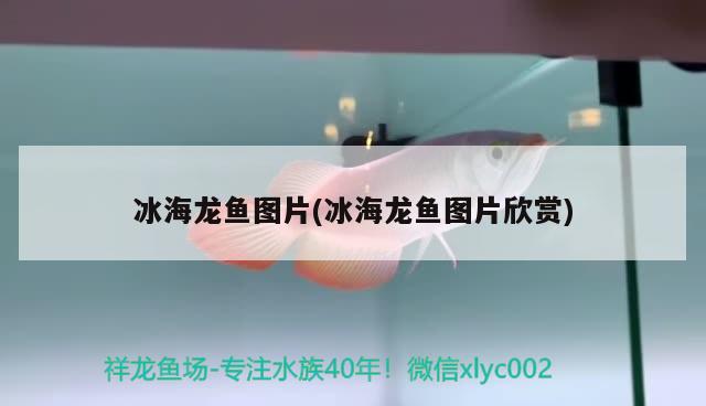 属猪的人适合养几条鱼，属狗人适合养什么鱼，属狗人养什么鱼养什么鱼最旺财 稀有金龙鱼 第1张