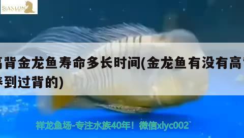 高背金龙鱼寿命多长时间(金龙鱼有没有高背养到过背的) 高背金龙鱼