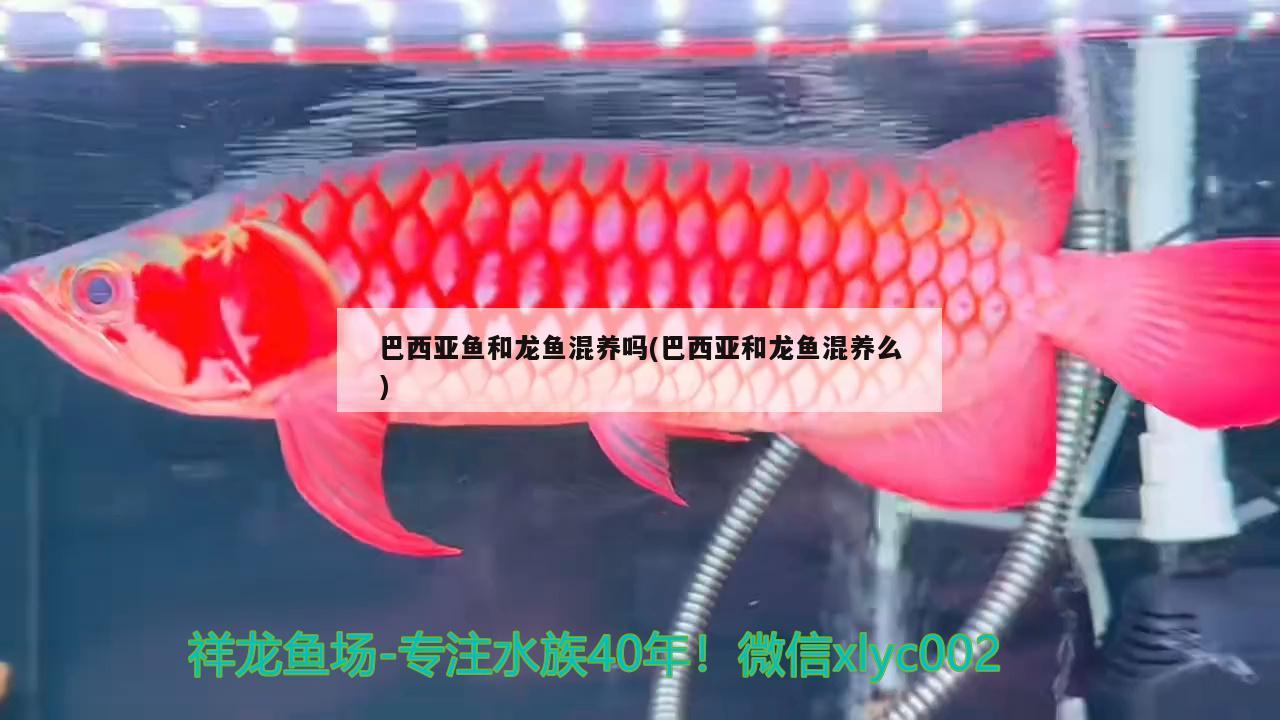 龙鱼呆在上层不游动怎么办(龙鱼呆在上层不游动怎么办视频) 水族灯（鱼缸灯） 第2张