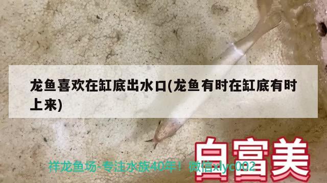 龙鱼喜欢在缸底出水口(龙鱼有时在缸底有时上来) 球鲨鱼