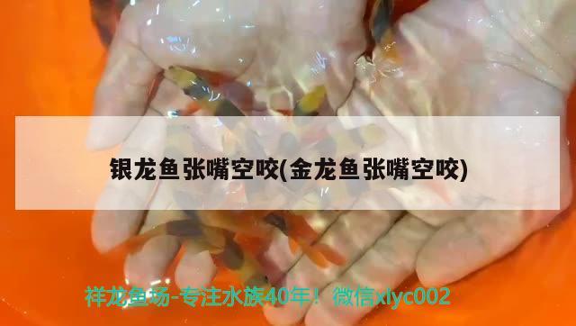 虾虎鱼有知道的吗？可以和三湖混养吗？翻沙怎么样？ 虎鱼百科 第3张