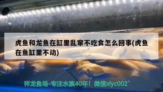 虎纹恐龙鱼繁殖方法图片视频：虎纹恐龙鱼繁殖方法图片视频大全 养鱼的好处 第2张