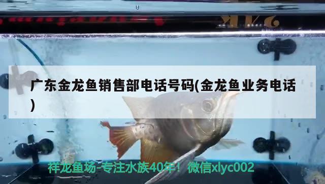 上海水族鱼缸批发市场地址查询大全电话（上海水族鱼缸批发市场地址查询大全电话） 南美异形观赏鱼 第1张