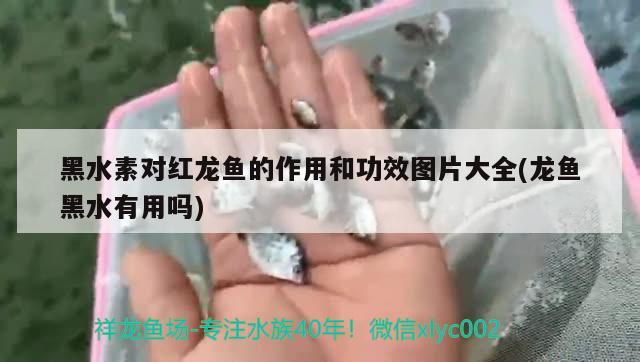 黑水素对红龙鱼的作用和功效图片大全(龙鱼黑水有用吗)