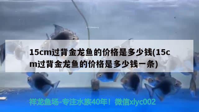 15cm过背金龙鱼的价格是多少钱(15cm过背金龙鱼的价格是多少钱一条)