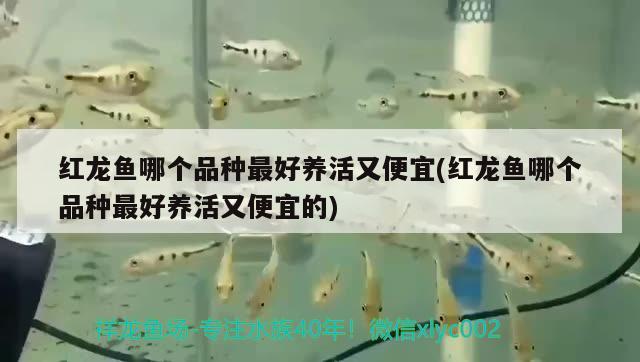 文山壮族苗族自治州水族馆开缸放水啦图片在二楼 羽毛刀鱼苗 第2张