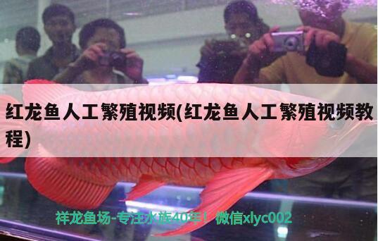 红龙鱼人工繁殖视频(红龙鱼人工繁殖视频教程)