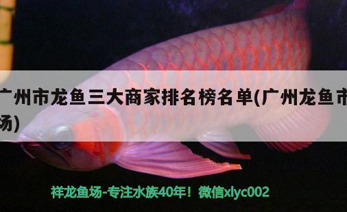 广州市龙鱼三大商家排名榜名单(广州龙鱼市场) 马拉莫宝石鱼