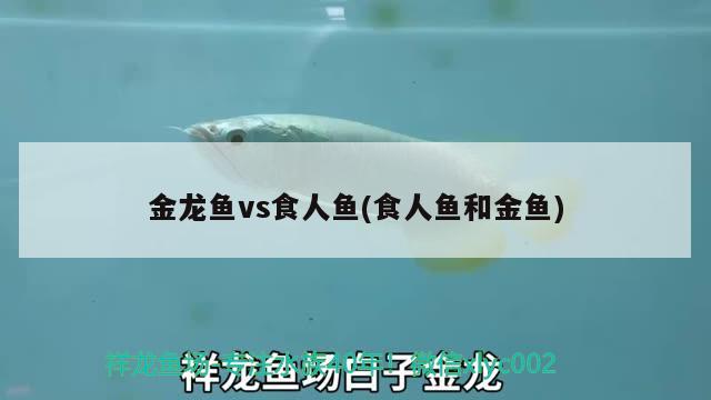 金龙鱼vs食人鱼(食人鱼和金鱼)